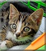 Paul the Cat