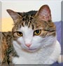 Salomon the European shorthair