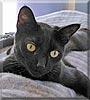 Betty the Cat