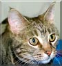 Baby the Grey Tabby