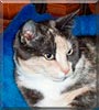Nikkita the Moggie