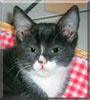 Feivel the Cat