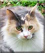 Emma the Domestic Longhair