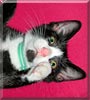 Annabel the Cat
