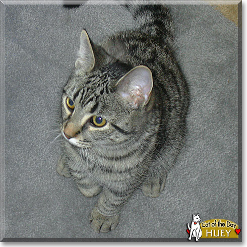 Huey, the Cat of the Day