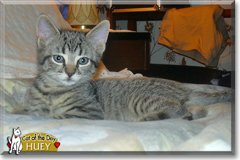 Huey, the Cat of the Day Huey, the Cat of the Day