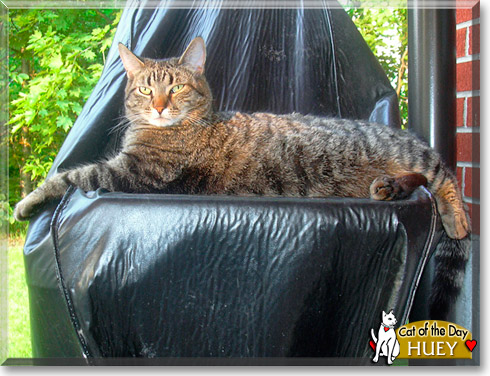 Huey, the Cat of the Day Huey, the Cat of the Day