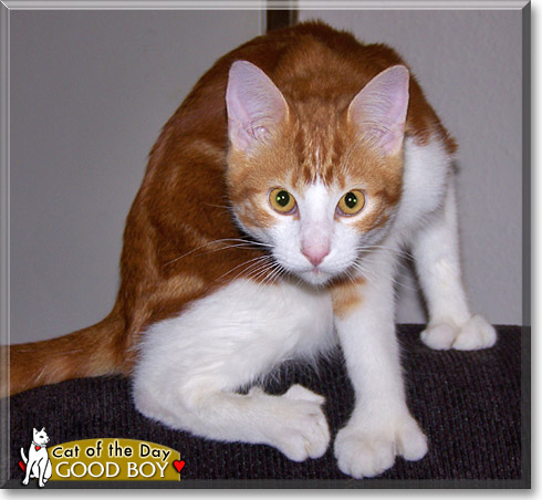 Good Boy, the Cat of the Day
