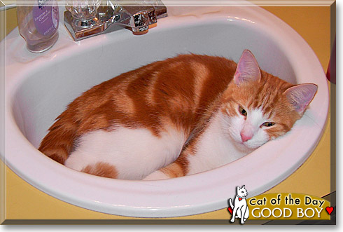Good Boy, the Cat of the Day