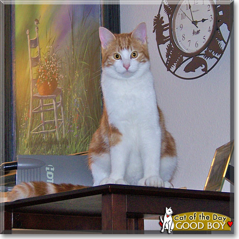 Good Boy, the Cat of the Day