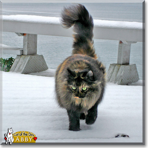 Abby, the Cat of the Day