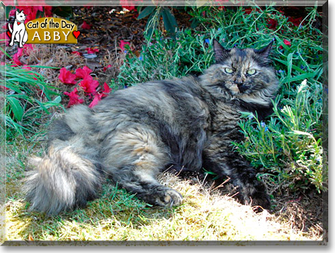 Abby, the Cat of the Day