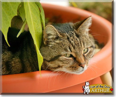 Arthur, the Cat of the Day