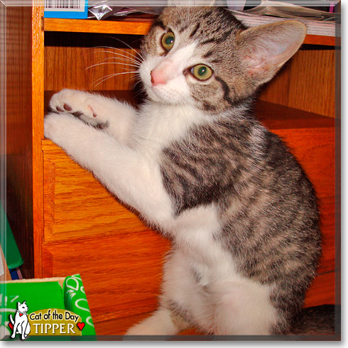 Tipper, the Cat of the Day