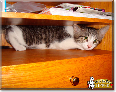 Tipper, the Cat of the Day