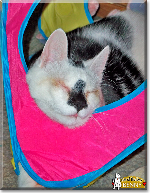 Benny, the Cat of the Day