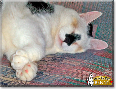 Benny, the Cat of the Day