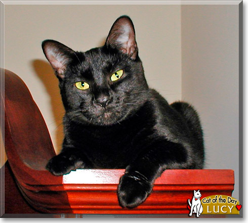 Lucy, the Cat of the Day