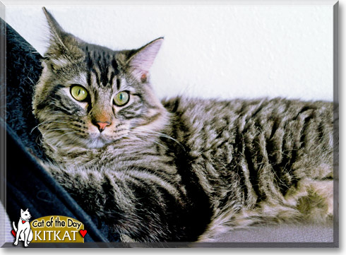 KitKat, the Cat of the Day