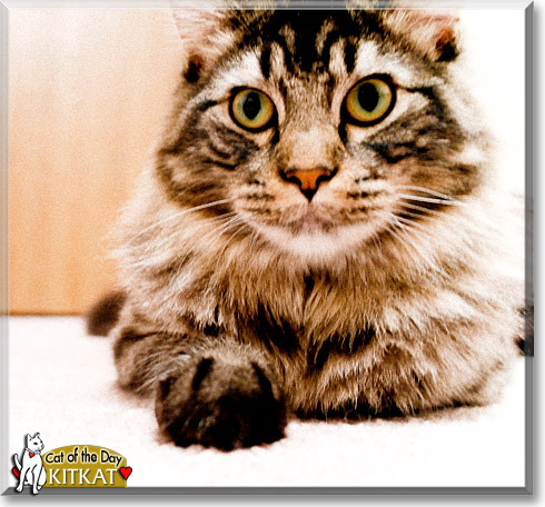 KitKat, the Cat of the Day