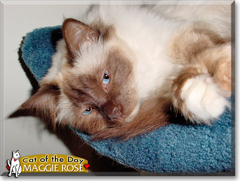 Maggie Rose, the Cat of the Day