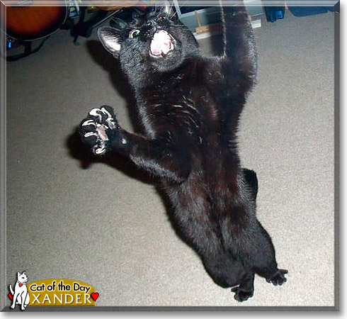 Xander, the Cat of the Day