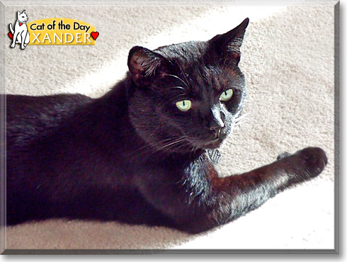 Xander, the Cat of the Day