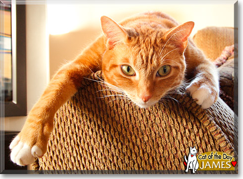 James, the Cat of the Day