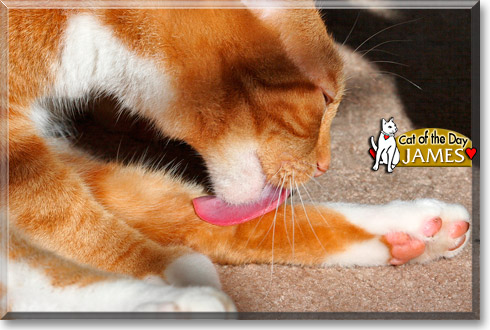 James, the Cat of the Day