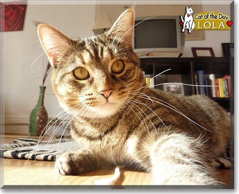 Lola, the Cat of the Day