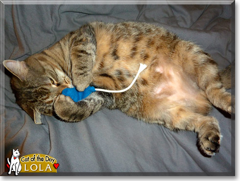 Lola, the Cat of the Day