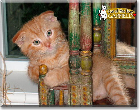 Garfield, the Cat of the Day