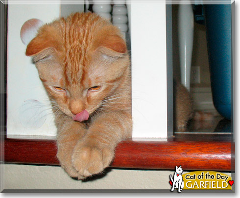 Garfield, the Cat of the Day