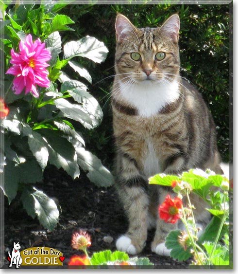 Goldie, the Cat of the Day