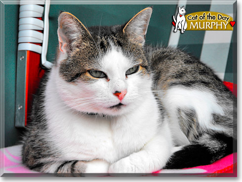 Murphy, the Cat of the Day