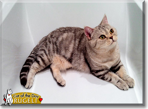 Rugeli, the Cat of the Day