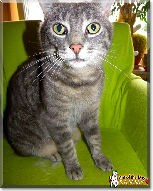 Sammy, the Cat of the Day