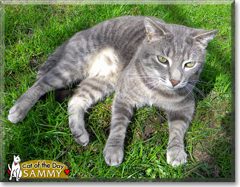 Sammy, the Cat of the Day