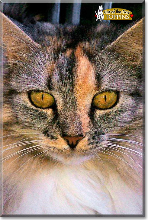 Toppins, the Cat of the Day
