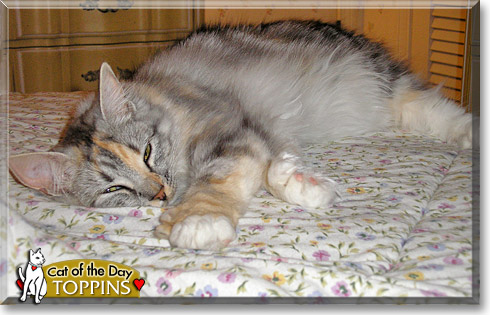 Toppins, the Cat of the Day