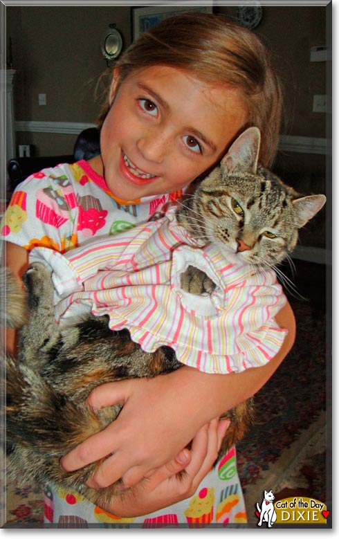 Dixie, the Cat of the Day