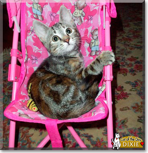 Dixie, the Cat of the Day Dixie, the Cat of the Day