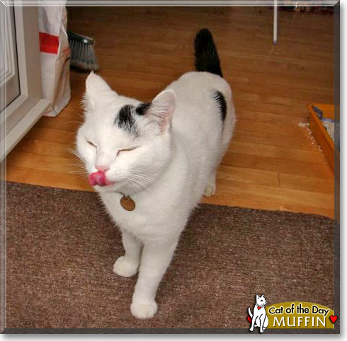 Muffin, the Cat of the Day