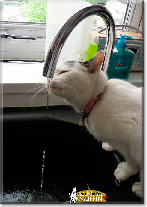 Muffin, the Cat of the Day
