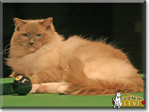 Levi, the Cat of the Day