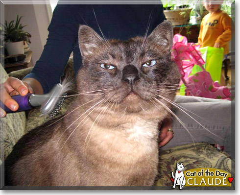 Claude, the Cat of the Day