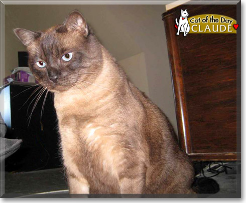 Claude, the Cat of the Day Claude, the Cat of the Day