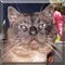 Cat of the Day