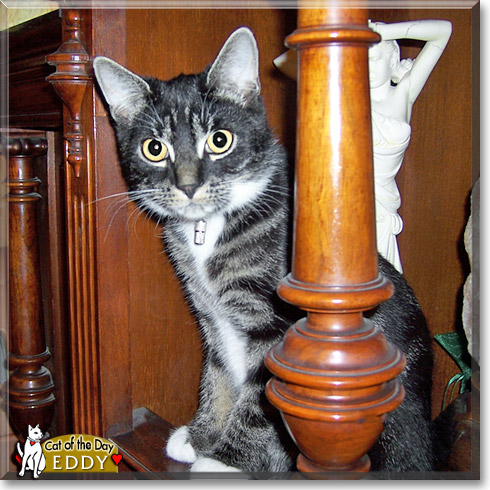 Eddy, the Cat of the Day