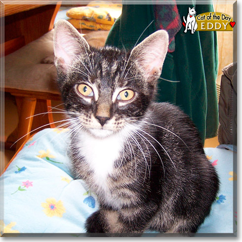 Eddy, the Cat of the Day